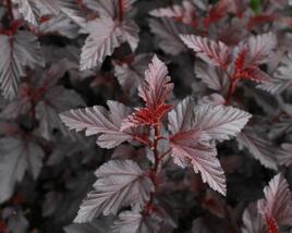 Tavola kalinolistá 'Purple Horizon'