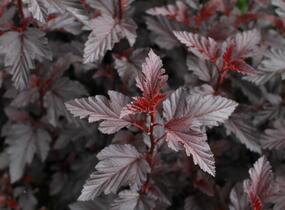 Tavola kalinolistá 'Purple Horizon' - Physocarpus opulifolius 'Purple Horizon'