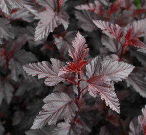 Tavola kalinolistá 'Purple Horizon' - Physocarpus opulifolius 'Purple Horizon'