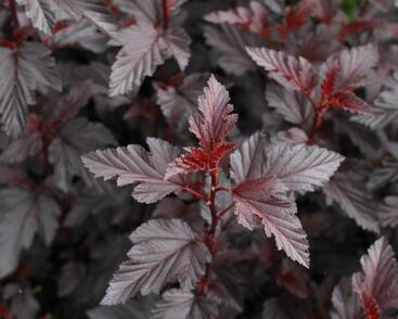 Tavola kalinolistá 'Purple Horizon'