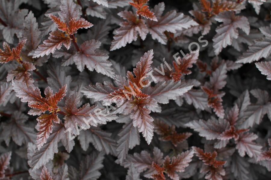 Tavola kalinolistá 'Panther' - Physocarpus opulifolius 'Panther'