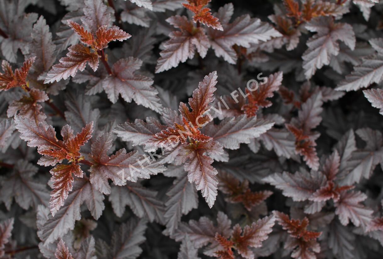 Tavola kalinolistá 'Panther' - Physocarpus opulifolius 'Panther'