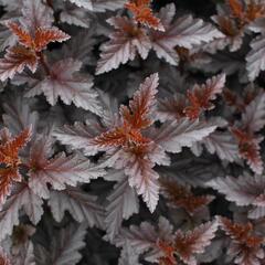 Tavola kalinolistá 'Panther' - Physocarpus opulifolius 'Panther'