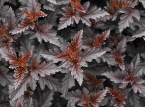 Tavola kalinolistá 'Panther' - Physocarpus opulifolius 'Panther'