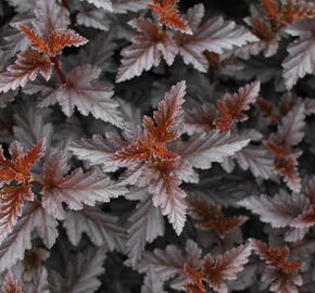 Tavola kalinolistá 'Panther' - Physocarpus opulifolius 'Panther'