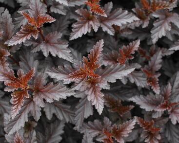 Tavola kalinolistá 'Panther'