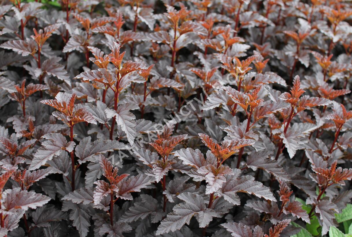 Tavola kalinolistá 'Panther' - Physocarpus opulifolius 'Panther'
