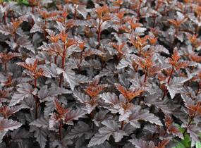 Tavola kalinolistá 'Panther' - Physocarpus opulifolius 'Panther'