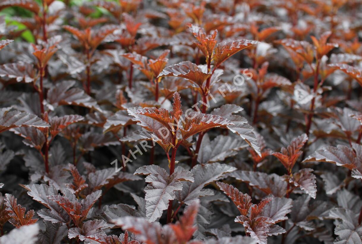 Tavola kalinolistá 'Panther' - Physocarpus opulifolius 'Panther'