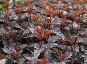 Tavola kalinolistá 'Panther' - Physocarpus opulifolius 'Panther'