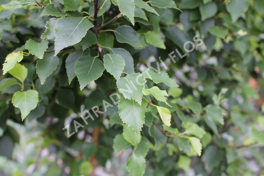 Bříza bělokorá 'Magical Globe' - Betula pendula 'Magical Globe'