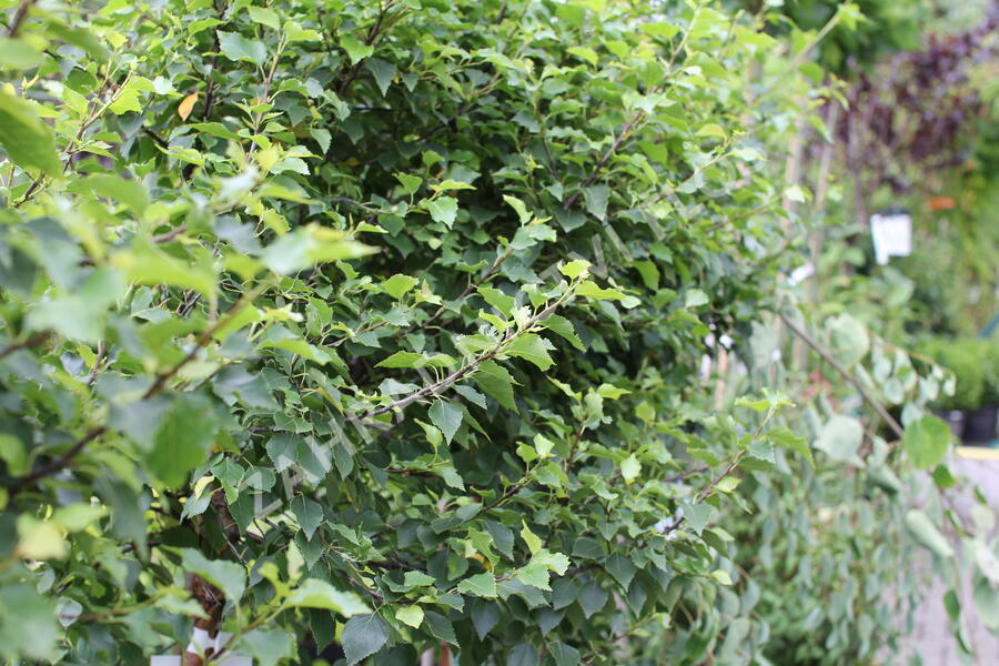 Bříza bělokorá 'Magical Globe' - Betula pendula 'Magical Globe'