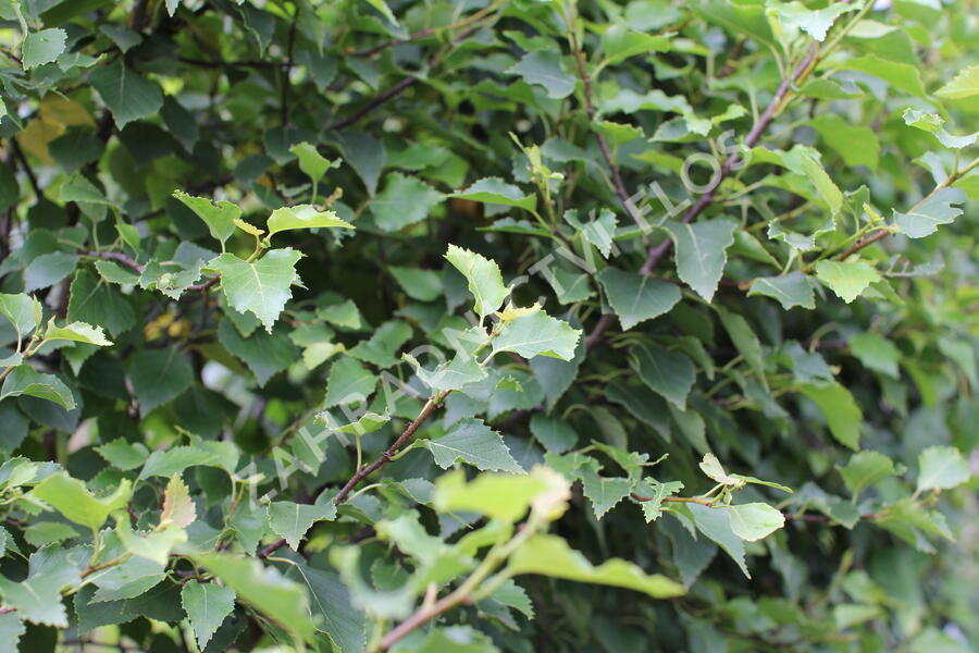 Bříza bělokorá 'Magical Globe' - Betula pendula 'Magical Globe'