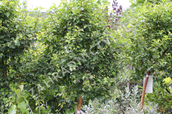 Bříza bělokorá 'Magical Globe' - Betula pendula 'Magical Globe'