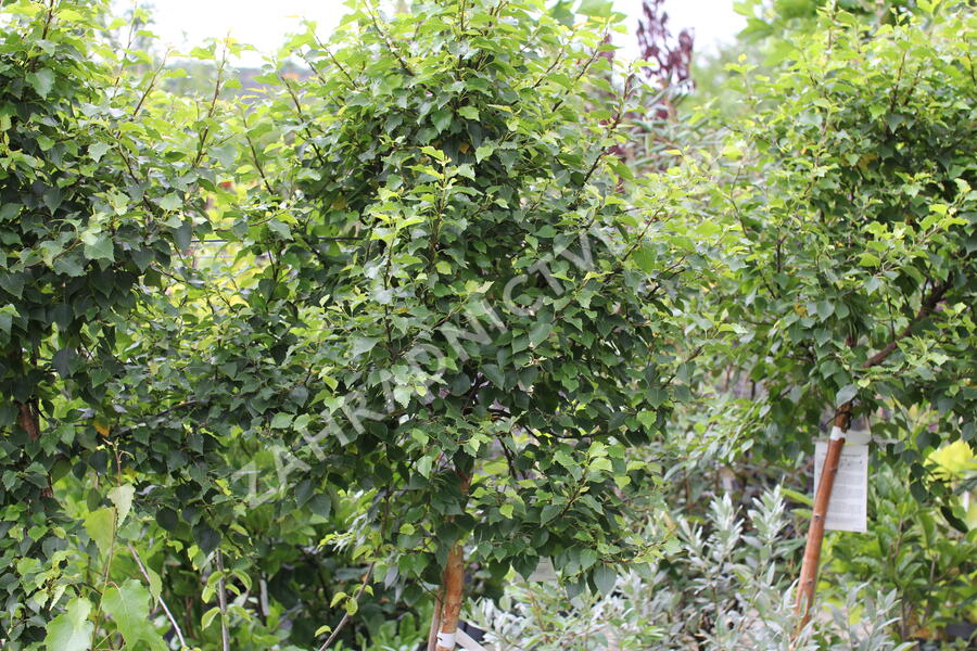 Bříza bělokorá 'Magical Globe' - Betula pendula 'Magical Globe'