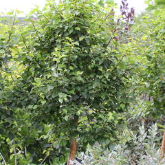 Bříza bělokorá 'Magical Globe' - Betula pendula 'Magical Globe'