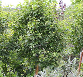 Bříza bělokorá 'Magical Globe' - Betula pendula 'Magical Globe'