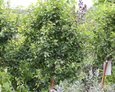 Bříza bělokorá 'Magical Globe'