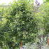 Betula pendula 'Magical Globe'.JPG