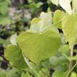 Zmarlika 'Hearts of Gold'® - Cercis canadensis 'Hearts of Gold'®