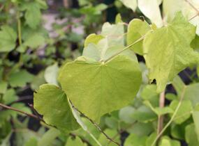 Zmarlika 'Hearts of Gold'® - Cercis canadensis 'Hearts of Gold'®