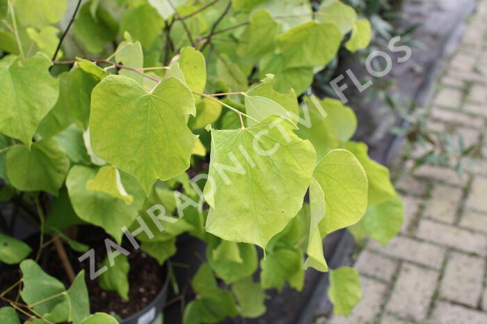 Zmarlika 'Hearts of Gold'® - Cercis canadensis 'Hearts of Gold'®