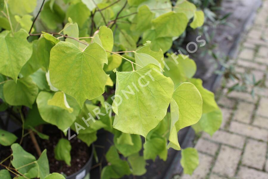 Zmarlika 'Hearts of Gold'® - Cercis canadensis 'Hearts of Gold'®
