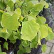 Zmarlika 'Hearts of Gold'® - Cercis canadensis 'Hearts of Gold'®