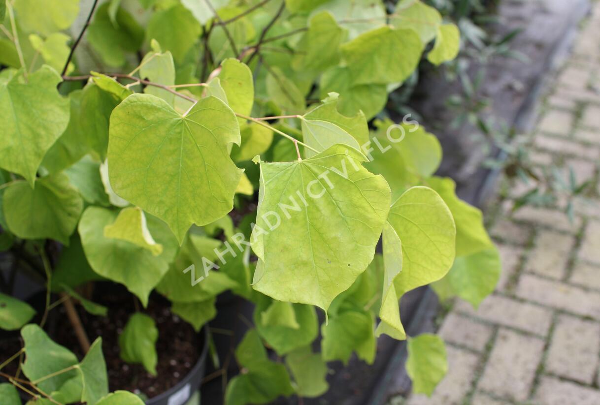 Zmarlika 'Hearts of Gold'® - Cercis canadensis 'Hearts of Gold'®
