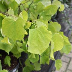Zmarlika 'Hearts of Gold'® - Cercis canadensis 'Hearts of Gold'®