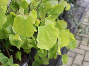 Zmarlika 'Hearts of Gold'® - Cercis canadensis 'Hearts of Gold'®
