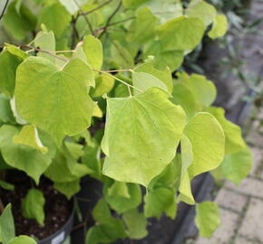 Zmarlika 'Hearts of Gold'® - Cercis canadensis 'Hearts of Gold'®