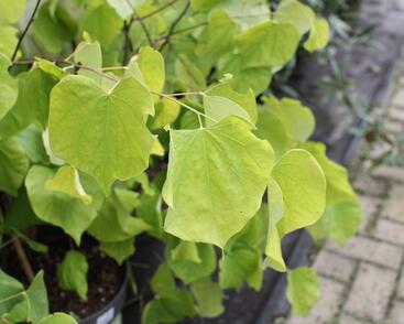 Zmarlika 'Hearts of Gold'®