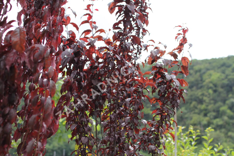Slivoň myrobalán 'Crimson pointe' - Prunus cerasifera 'Crimson Pointe'