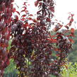 Slivoň myrobalán 'Crimson pointe' - Prunus cerasifera 'Crimson Pointe'