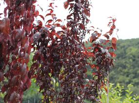 Slivoň myrobalán 'Crimson pointe' - Prunus cerasifera 'Crimson Pointe'
