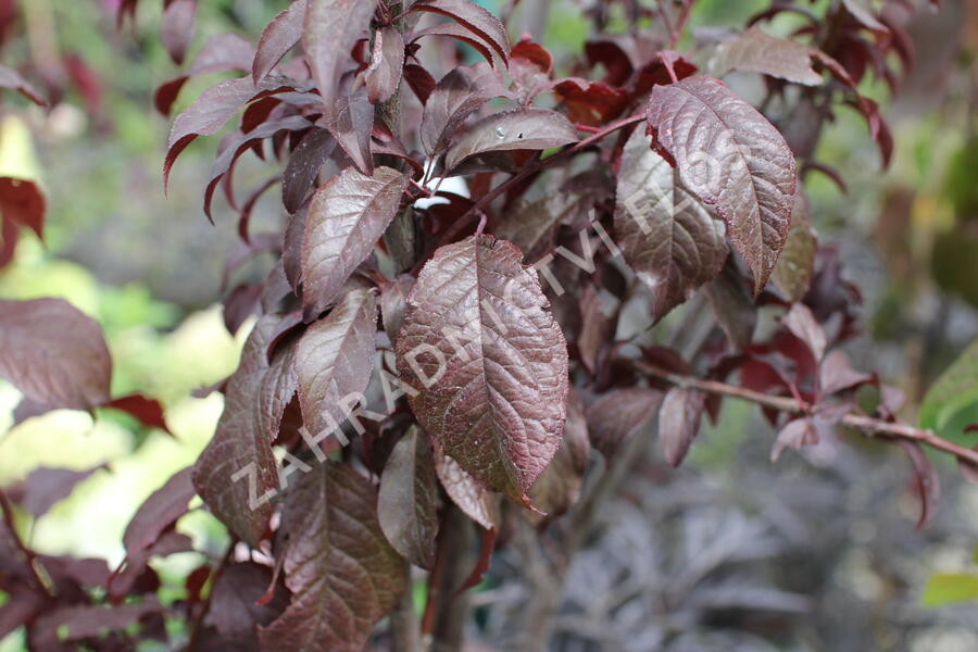 Slivoň myrobalán 'Crimson pointe' - Prunus cerasifera 'Crimson Pointe'