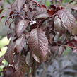 Slivoň myrobalán 'Crimson pointe' - Prunus cerasifera 'Crimson Pointe'