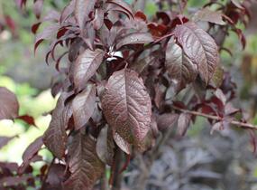 Slivoň myrobalán 'Crimson pointe' - Prunus cerasifera 'Crimson Pointe'