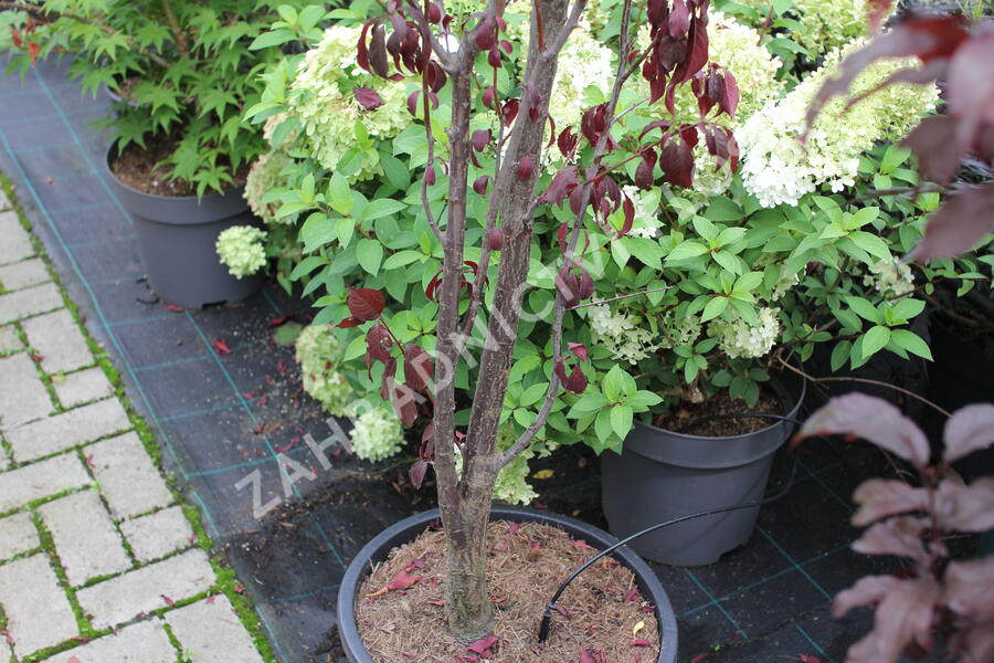 Slivoň myrobalán 'Crimson pointe' - Prunus cerasifera 'Crimson Pointe'