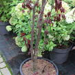 Slivoň myrobalán 'Crimson pointe' - Prunus cerasifera 'Crimson Pointe'