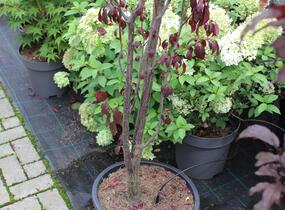 Slivoň myrobalán 'Crimson pointe' - Prunus cerasifera 'Crimson Pointe'