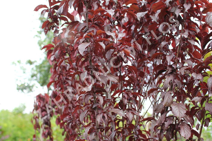 Slivoň myrobalán 'Crimson pointe' - Prunus cerasifera 'Crimson Pointe'