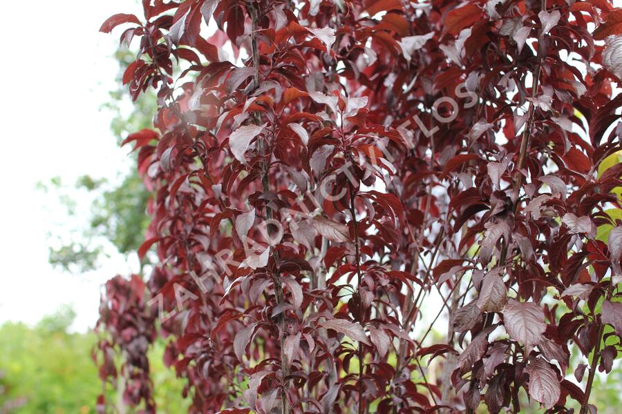 Slivoň myrobalán 'Crimson pointe' - Prunus cerasifera 'Crimson Pointe'