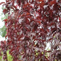 Slivoň myrobalán 'Crimson pointe' - Prunus cerasifera 'Crimson Pointe'