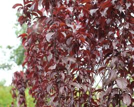 Slivoň myrobalán 'Crimson pointe'