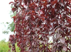 Slivoň myrobalán 'Crimson pointe' - Prunus cerasifera 'Crimson Pointe'