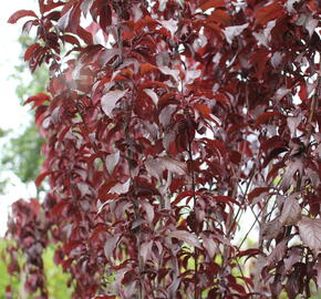 Slivoň myrobalán 'Crimson pointe' - Prunus cerasifera 'Crimson Pointe'