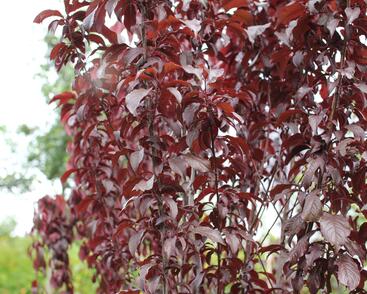 Slivoň myrobalán 'Crimson pointe'