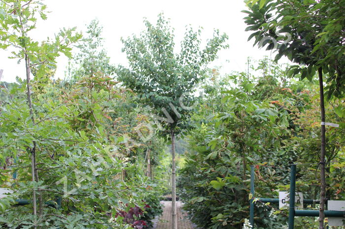 Zmarličník japonský 'Glowball' - Cercidiphyllum japonicum 'Glowball'